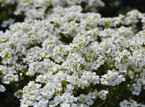 Huseník kavkazský 'Snowfix' - Arabis caucasica 'Snowfix'