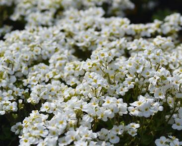 Huseník kavkazský 'Snowfix'