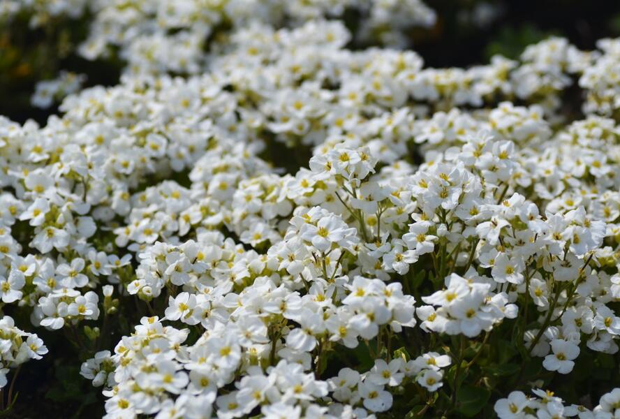 Huseník kavkazský 'Snowfix' - Arabis caucasica 'Snowfix'