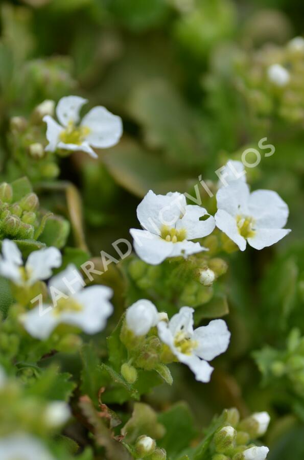 Huseník kavkazský 'Snowfix' - Arabis caucasica 'Snowfix'