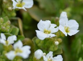 Huseník kavkazský 'Snowfix' - Arabis caucasica 'Snowfix'