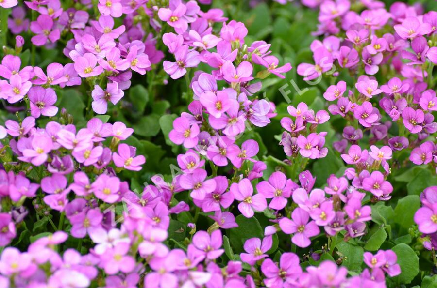 Huseník kavkazský 'Compinkie' - Arabis caucasica 'Compinkie'