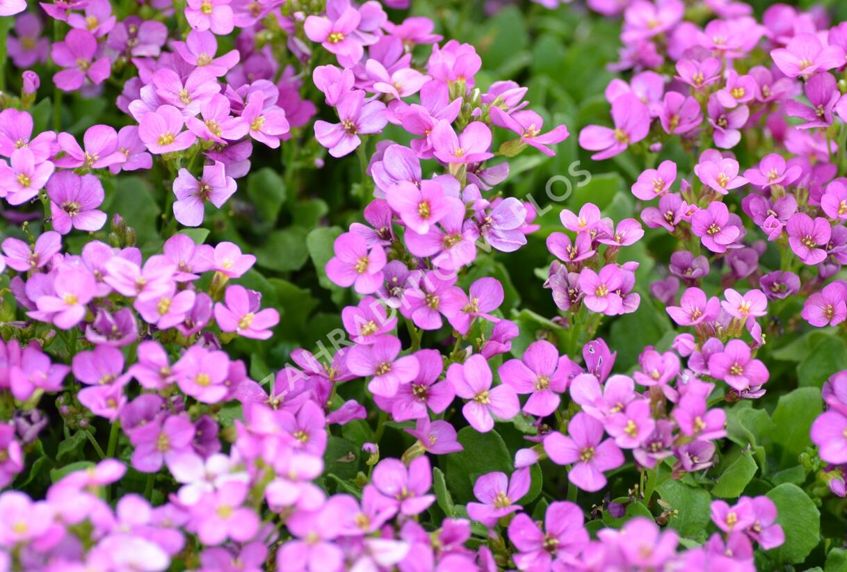 Huseník kavkazský 'Compinkie' - Arabis caucasica 'Compinkie'