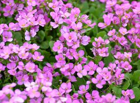 Huseník kavkazský 'Compinkie' - Arabis caucasica 'Compinkie'