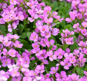 Huseník kavkazský 'Compinkie' - Arabis caucasica 'Compinkie'