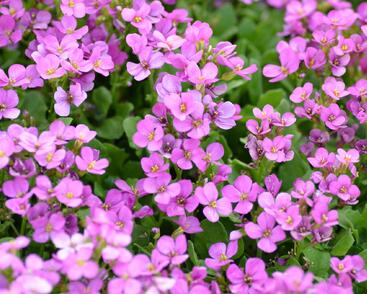 Huseník kavkazský 'Compinkie'