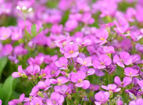 Huseník kavkazský 'Compinkie' - Arabis caucasica 'Compinkie'