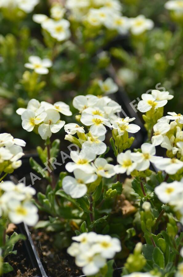 Huseník kavkazský 'Pixie Creame' - Arabis caucasica 'Pixie Creame'