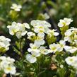 Huseník kavkazský 'Pixie Creame' - Arabis caucasica 'Pixie Creame'