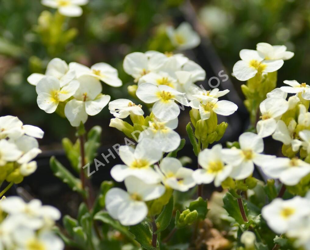 Huseník kavkazský 'Pixie Creame' - Arabis caucasica 'Pixie Creame'