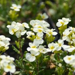 Huseník kavkazský 'Pixie Creame' - Arabis caucasica 'Pixie Creame'
