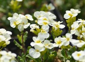 Huseník kavkazský 'Pixie Creame' - Arabis caucasica 'Pixie Creame'