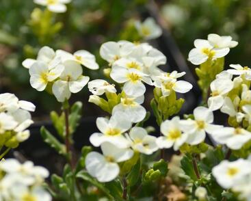 Huseník kavkazský 'Pixie Creame'