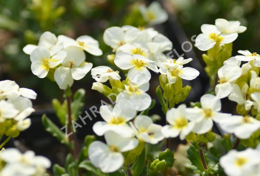 Huseník kavkazský 'Pixie Creame' - Arabis caucasica 'Pixie Creame'
