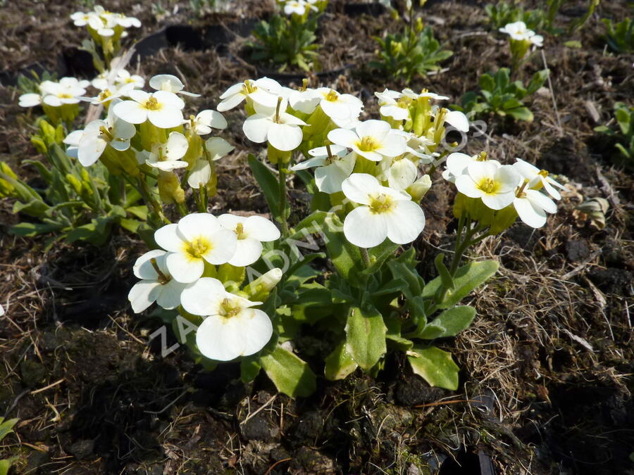 Huseník kavkazský 'Pixie Creame' - Arabis caucasica 'Pixie Creame'