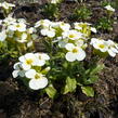 Huseník kavkazský 'Pixie Creame' - Arabis caucasica 'Pixie Creame'