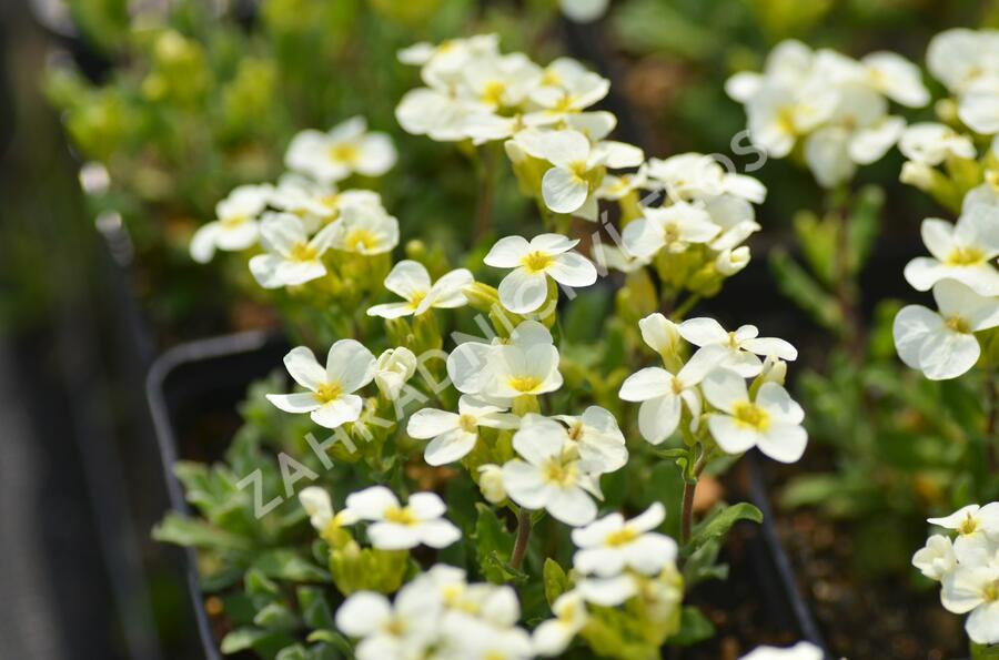 Huseník kavkazský 'Pixie Creame' - Arabis caucasica 'Pixie Creame'