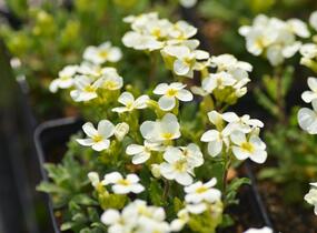 Huseník kavkazský 'Pixie Creame' - Arabis caucasica 'Pixie Creame'