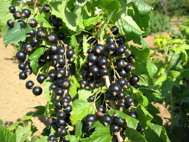 Rybíz černý 'Ceres' - Ribes nigrum 'Ceres'