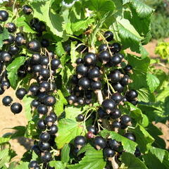 Rybíz černý 'Ceres' - Ribes nigrum 'Ceres'