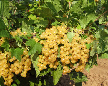 Rybíz bílý 'Primus'