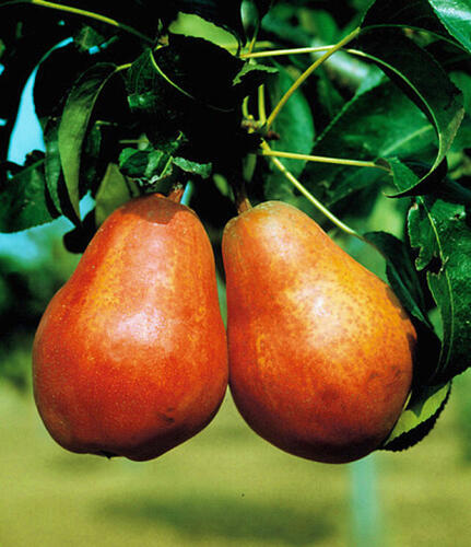 Hrušeň letní 'Williamsova červená' - Pyrus communis 'Williamsova červená'