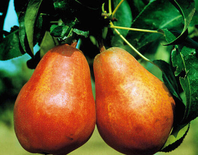 Hrušeň letní 'Williamsova červená' - Pyrus communis 'Williamsova červená'