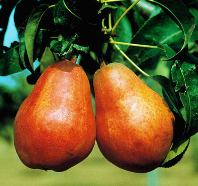 Hrušeň letní 'Williamsova červená' - Pyrus communis 'Williamsova červená'