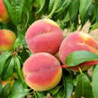 Broskvoň - velmi pozdní 'Cresthaven' - Prunus persica 'Cresthaven'
