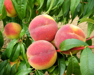 Broskvoň velmi pozdní 'Cresthaven'