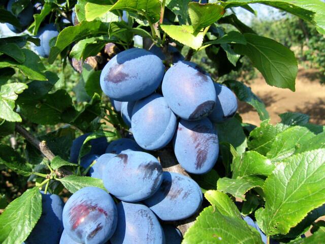 Pološvestka středně raná 'Čačanská najbolja' - Prunus domestica 'Čačanská najbolja'