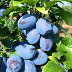 Pološvestka - středně raná 'Čačanská najbolja' - Prunus domestica 'Čačanská najbolja'