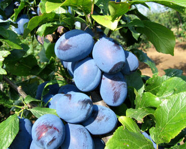 Pološvestka středně raná 'Čačanská najbolja'