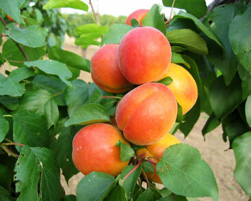 Meruňka středně raná 'Veecot'