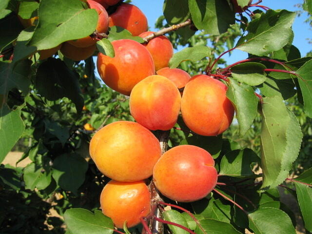 Meruňka raná 'Harcot' - Prunus armeniaca 'Harcot'