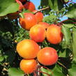 Meruňka raná 'Harcot' - Prunus armeniaca 'Harcot'