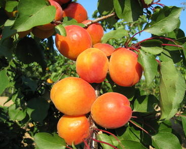 Meruňka raná 'Harcot'