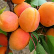 Meruňka raná 'Goldrich' - Prunus armeniaca 'Goldrich'