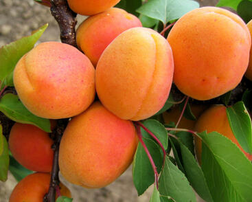 Meruňka raná 'Goldrich'