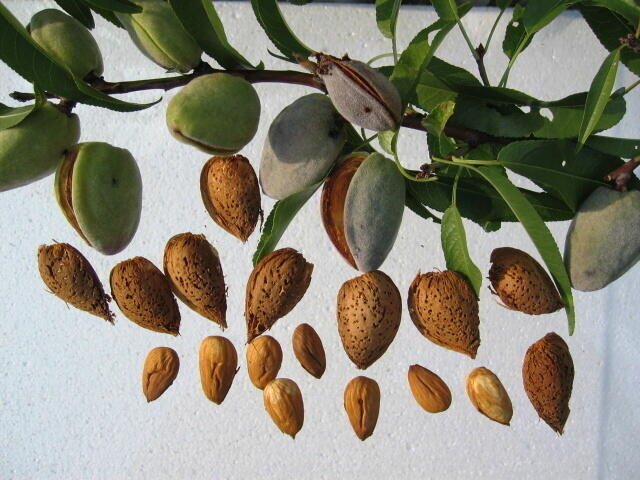 Mandloň obecná 'Krajová sladkoplodá' - Prunus amygdalus 'Krajová sladkoplodá'