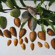 Mandloň obecná 'Krajová sladkoplodá' - Prunus amygdalus 'Krajová sladkoplodá'