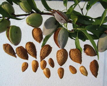 Mandloň obecná pozdní 'Krajová sladkoplodá'