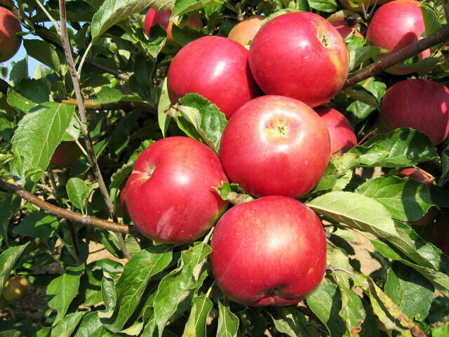 Jabloň zimní 'Idared' - Malus domestica 'Idared'