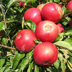 Jabloň zimní 'Idared' - Malus domestica 'Idared'