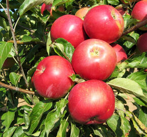 Jabloň zimní 'Idared' - Malus domestica 'Idared'