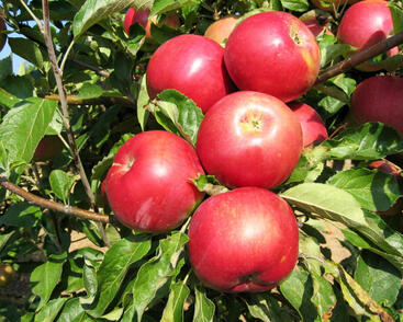 Jabloň zimní 'Idared'