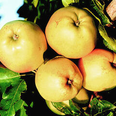 Jabloň zimní 'Denár' - Malus domestica 'Denár'