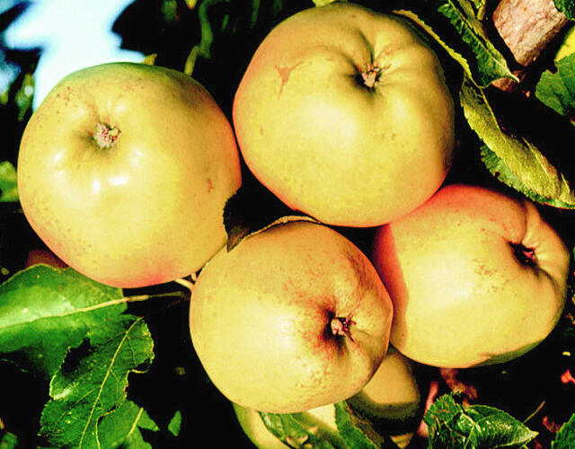 Jabloň zimní 'Denár' - Malus domestica 'Denár'