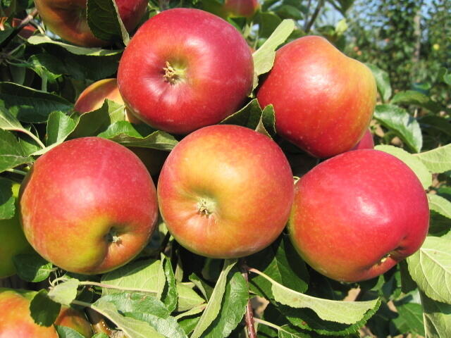 Jabloň letní 'Mio' - Malus domestica 'Mio'