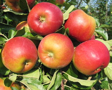 Jabloň letní 'Mio'